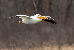A white pelican in flight.
