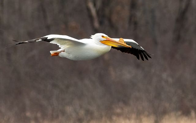 A white pelican in flight.
