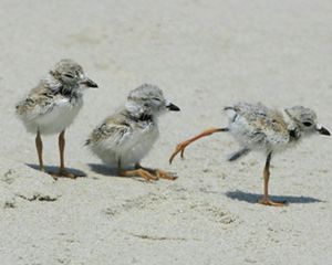 A group of juvenile piping plovers huddled together in the sand.