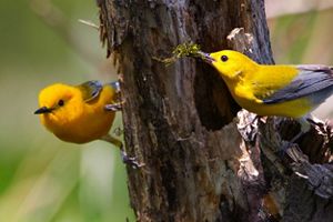 A pair of prothonotary warblers around their nest cavity in a tree.