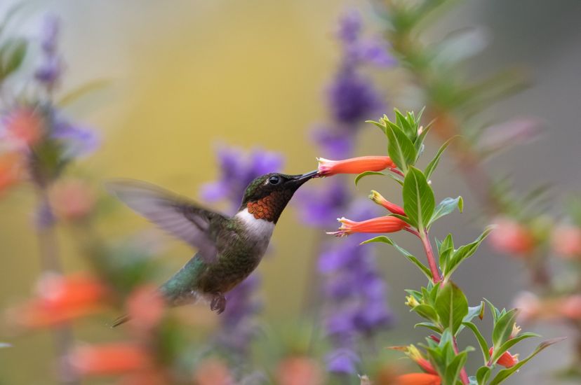 A hummingbird inserts its beak into a red flower mid-flight. 