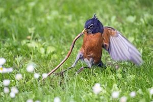 A robin pulling an earthworm out of the ground. 