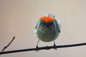 A male ruby-crowned kinglet perched on a slender twig, facing directly into the camera.