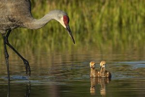An adult sandhill crane watches over two sandhill crane chicks floating in the water.
