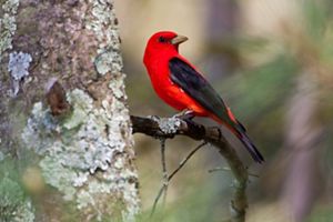 A red bird with black wings rests on a branch.