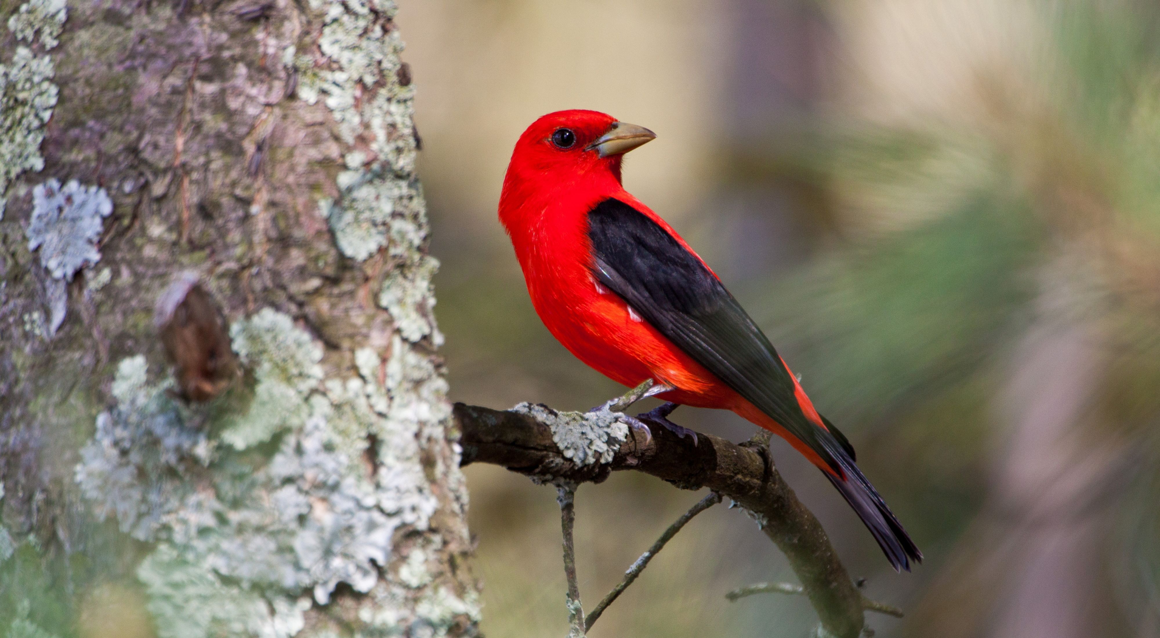 Red bird with black wings and tail feathers perches on the branch of a tree covered with lichens.