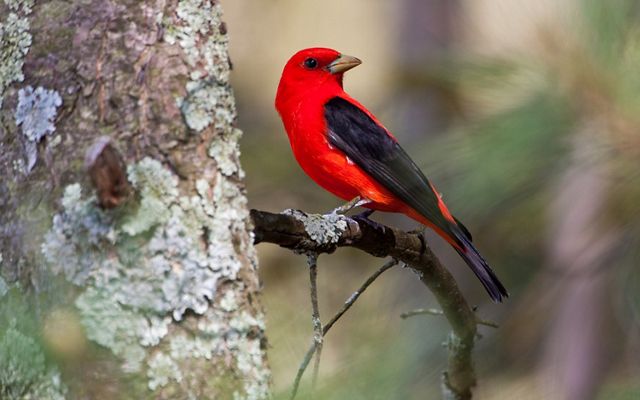 A red bird with black wings sits on a branch.