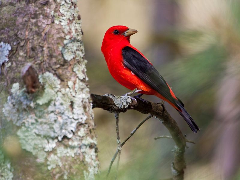 A red bird with black wings sits on a branch.