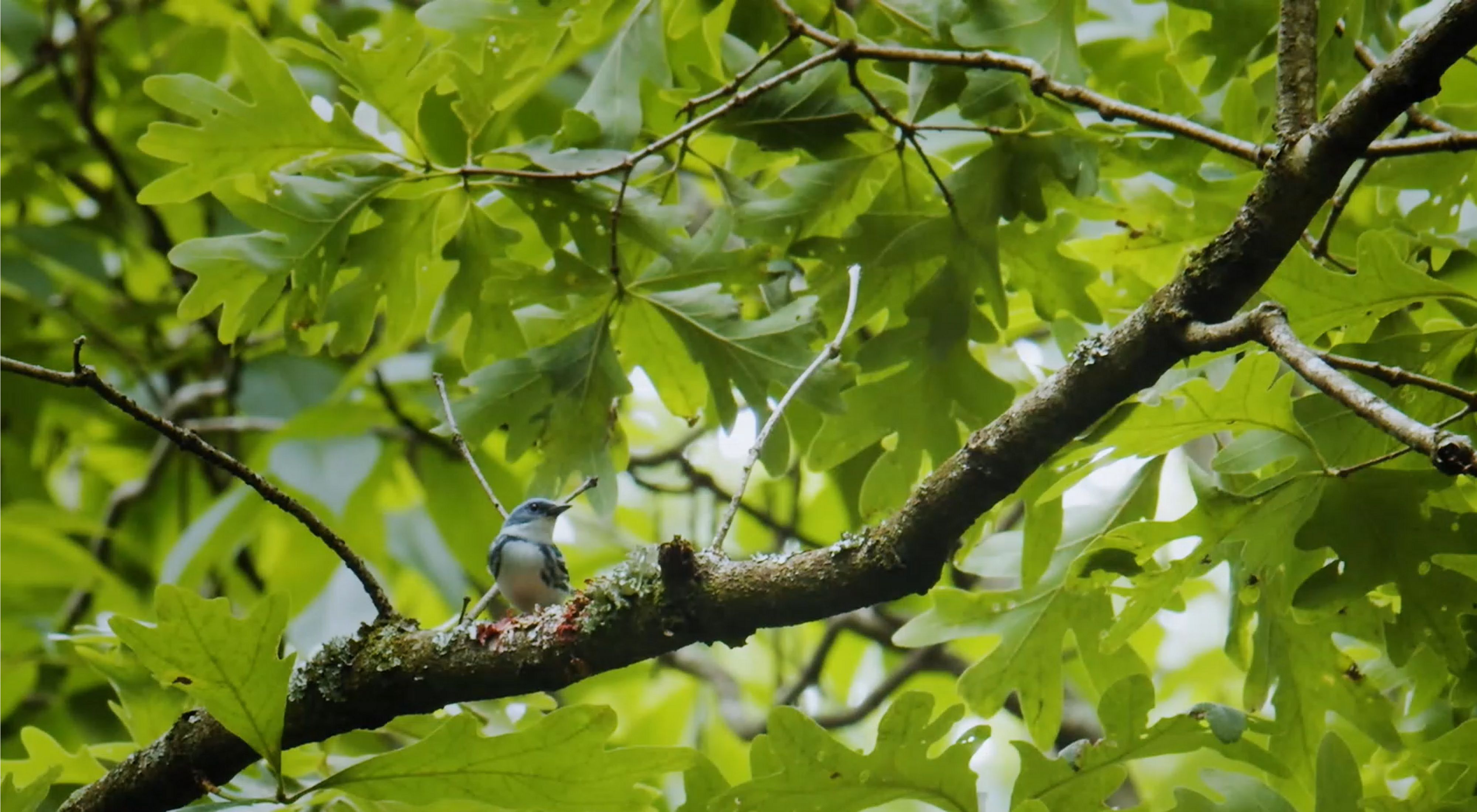 A cerulean warbler perched in an oak tree.