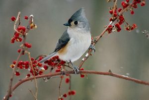A tufted titmouse perched on a slender twig among red berries. 