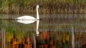 A large white swan with a black beak glides through still water. A bank of cattails is visible behind it.