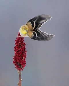 A male American goldfinch taking to flight off of a tall weed with red seed heads. 