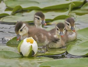 A flock of fluffy wood duck ducklings hanging out on lily pads with a water lily bud in front.
