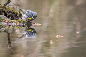 A yellow-rumped warbler seemingly staring at its reflection in a pond.
