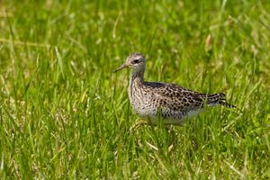 An upland sandpiper in tall grass.