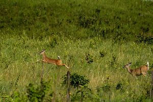 Two white-tailed deer bound across a grassland. 