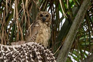 A juvenile great horned owl sitting in the moriche palm.