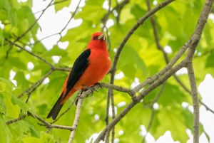 A male scarlet tanager perched in a tree. 