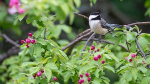 A black-capped chickadee perches in a tree with green leaves and pink flower buds.