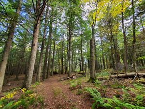 A dirt path winds its way between towering, green-leafed trees.