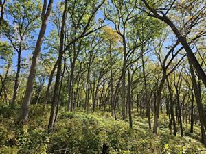 A panoramic view of the Baraboo Hills in Wisconsin during early autumn, with dense forest stretching across rolling hills. Green tree canopy is interspersed with patches of orange, yellow, and red foliage, while rocky outcrops and brightly colored leaves frame the foreground.