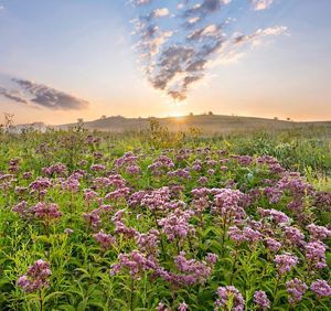 Sunrise over a prairie wildflower meadow with purple blooms, rolling hills, scattered trees, and sun rays shining through a partly cloudy sky.