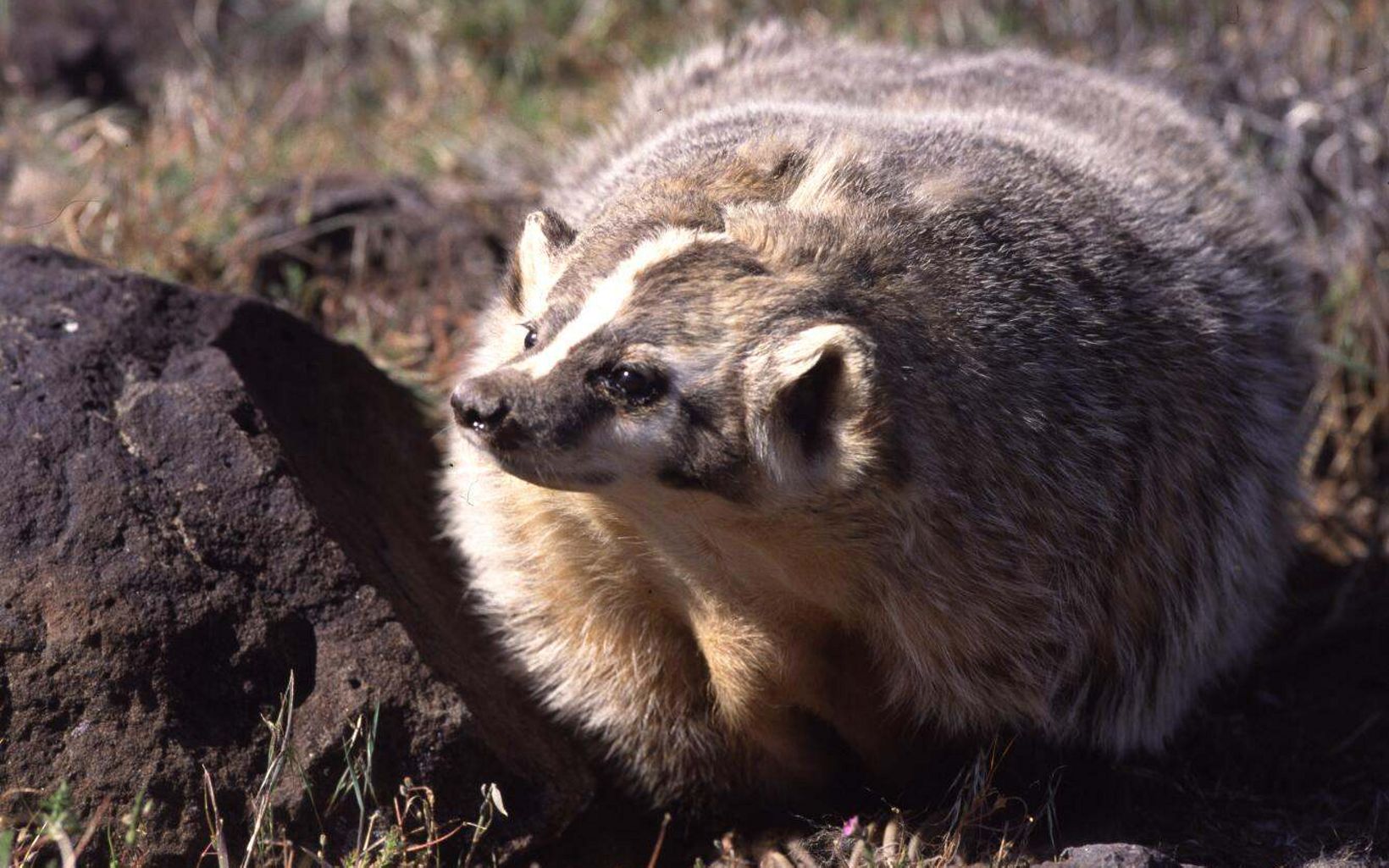 An adult American badger. 