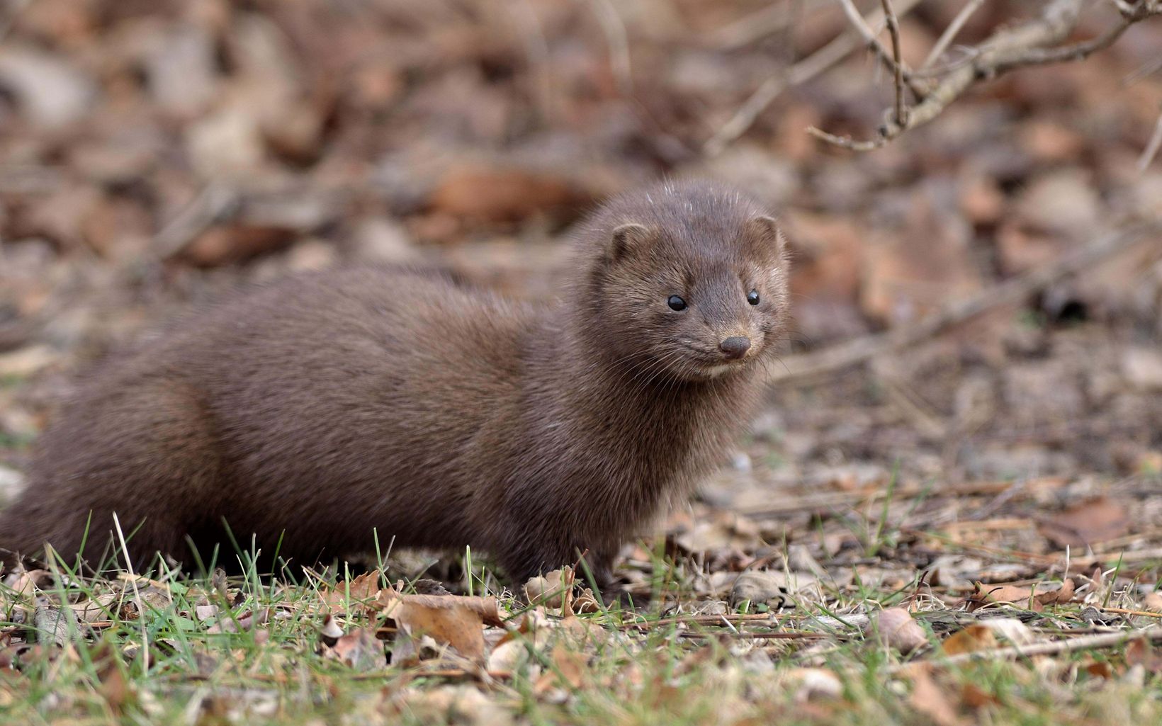 An adult American mink.