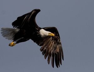 A bald eagle in flight against a blue sky.