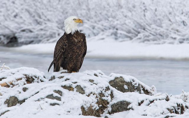 A bald eagle perches at the edge of a lake in the snow.