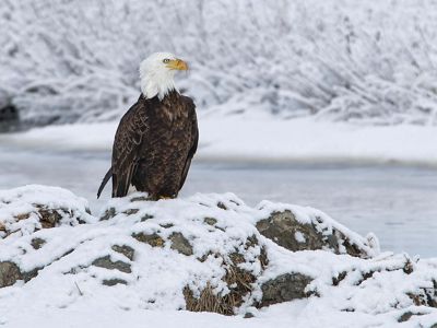 A bald eagle sits on the snow-covered banks of a river in winter.