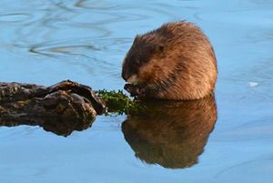 A beaver sits in shallow water chewing on something it is taking from its paws.