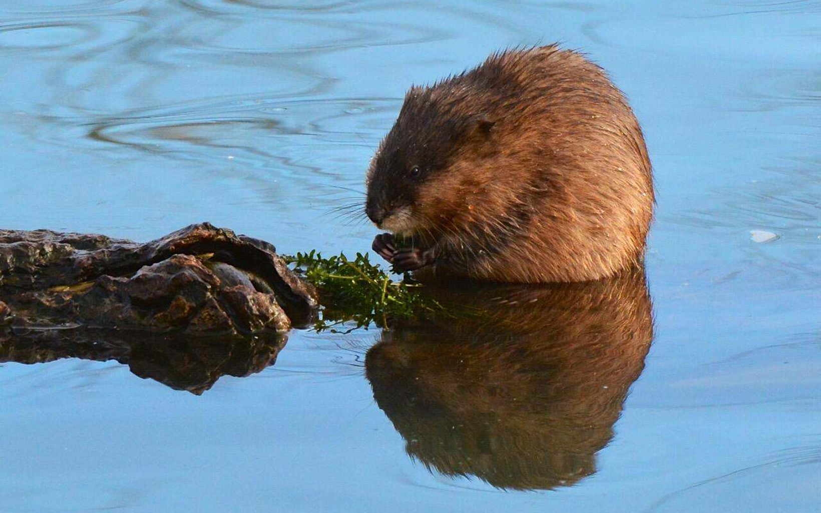 A beaver sitting in a pond. 