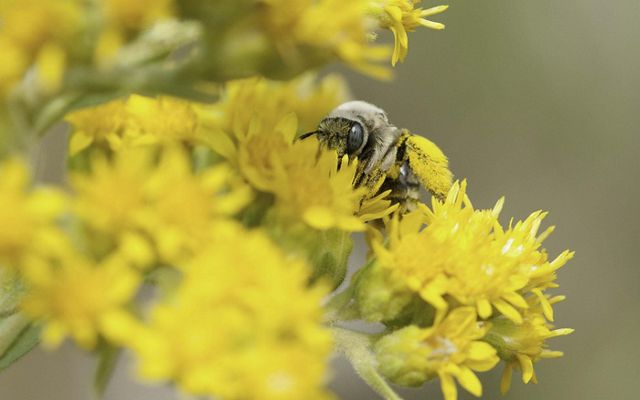 A bee on goldenrod flowers.