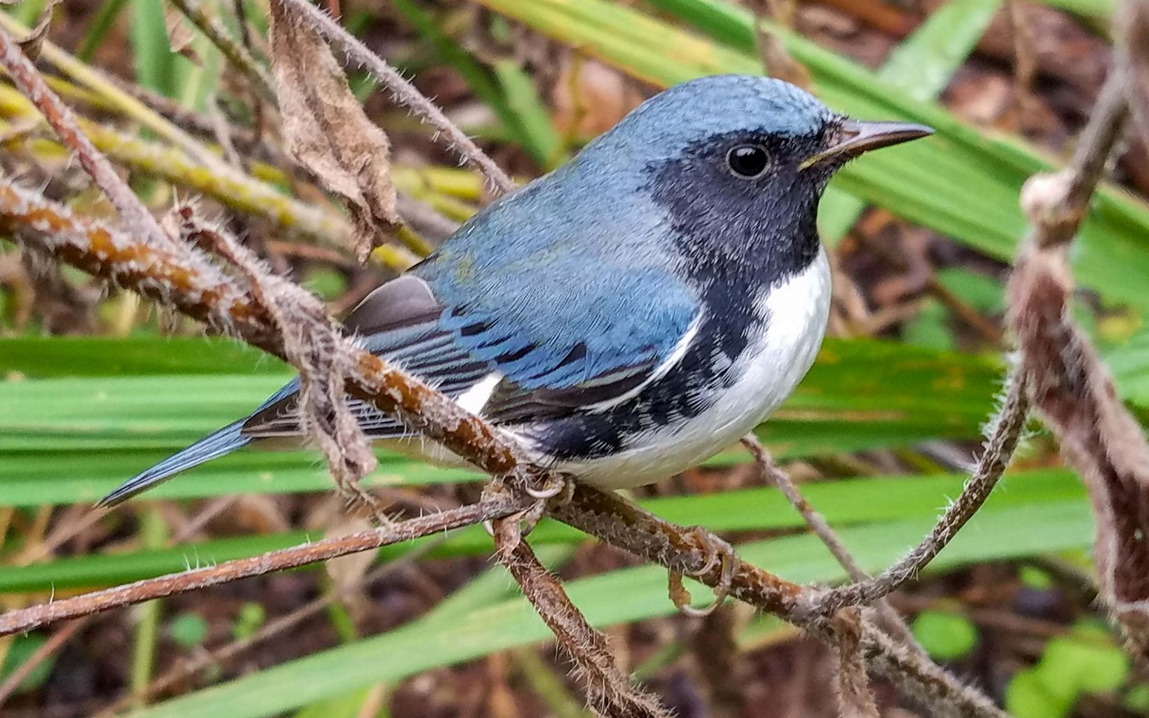A male black-throated blue warbler sitting on the forest floor.