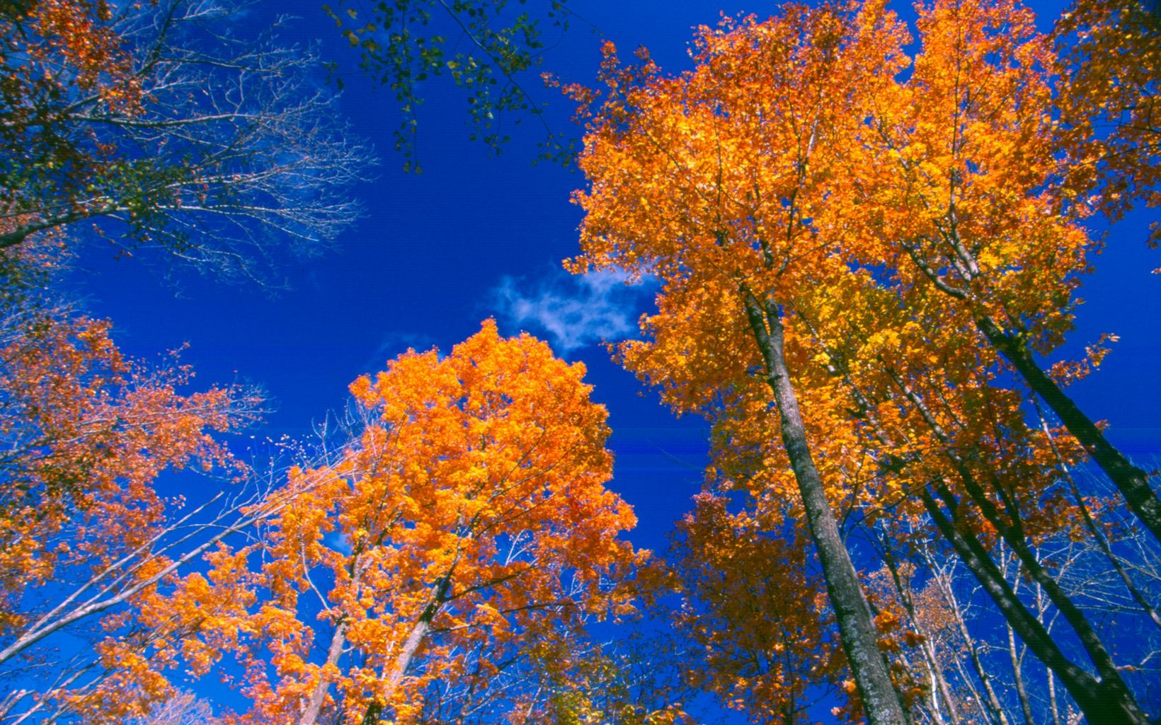 Bright orange leaves against a blue sky.