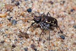 A bronzed tiger beetle. 