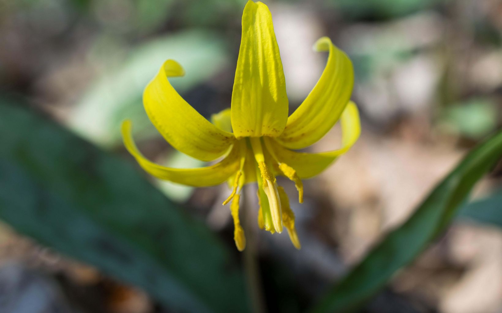 A yellow trout lily. 