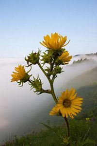 A compass plant stem with four yellow blooms against a foggy background.