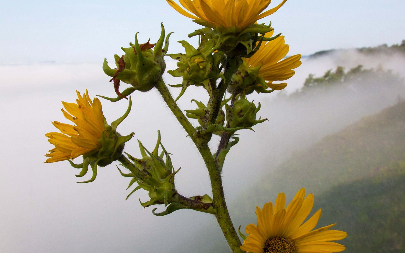 A tall compass plant in a field with fog in the background. 