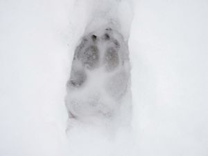 A single pawprint of a coyote in the snow. 