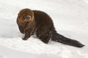 A fisher pauses in the snow, looking over its shoulder. 
