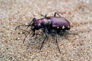 A festive tiger beetle. 