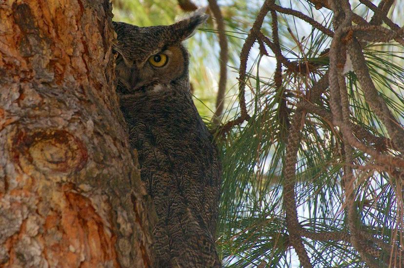 A great horned owl peeks half of its face around a large tree trunk.
