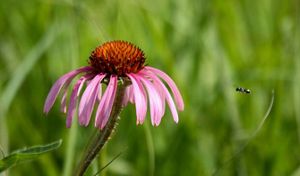 a closeup of a coneflower