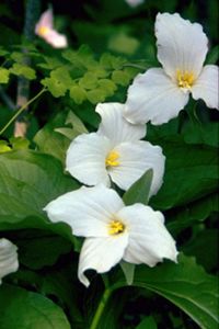 Three white flowers stand in front of a green leafy background. 