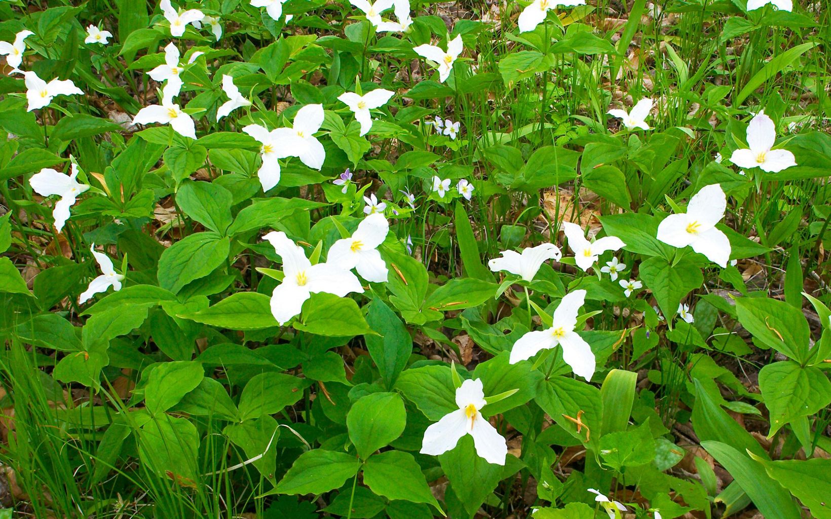 A patch of several large-flowered trillium blooms in the woods. 