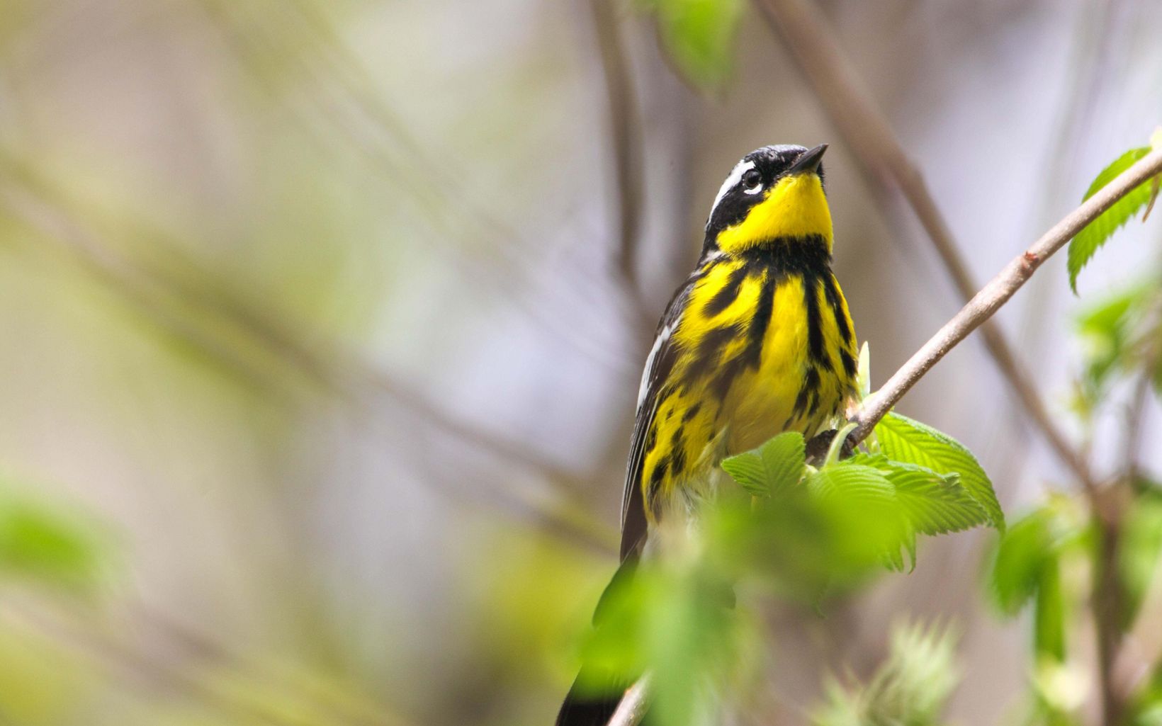 A male magnolia warbler sits in a tree looking up. 