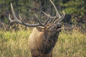 Elk bull bugling in opening of wooded area.