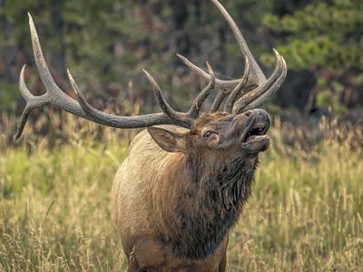 Male Elk Bugling
